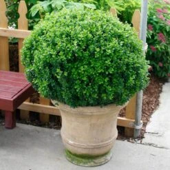 Sprinter® Boxwood -Flower Shop buxus sprinter boxwood 4