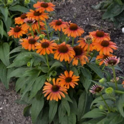Color Coded™ 'Orange You Awesome' Coneflower -Flower Shop c54e5321f196c5503f4a0283b86ec6c7