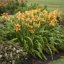 Rainbow Rhythm® 'Tiger Swirl' Daylily -Flower Shop ca7538716e1824a1bce7d6e6229ae043