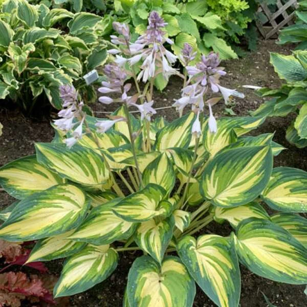 'My Fair Lady' Hosta 3 'My Fair Lady' Hosta - Image 3