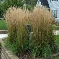'Karl Foerster' Feather Reed Grass -Flower Shop calamagrostis karl foerster feather reed grass 3 sw