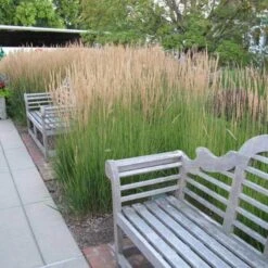 'Karl Foerster' Feather Reed Grass -Flower Shop calamagrostis karl foerster feather reed grass 6 sw