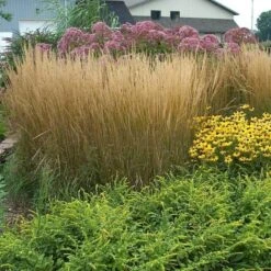 'Karl Foerster' Feather Reed Grass -Flower Shop calamagrostis karl foerster feather reed grass 8 sw