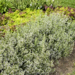 Calamint -Flower Shop calamint catmint 4