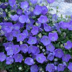 'Rapido Blue' Bellflower -Flower Shop campanula rapido blue 2