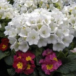 'Rapido White' Bellflower -Flower Shop campanula rapido white carpathian harebell 4