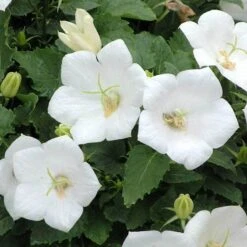 'Rapido White' Bellflower -Flower Shop campanula rapido white carpathian harebell 5