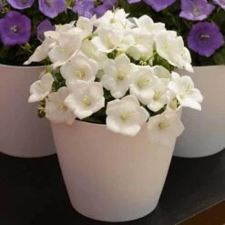 'Rapido White' Bellflower -Flower Shop campanula rapido white carpathian harebell 6