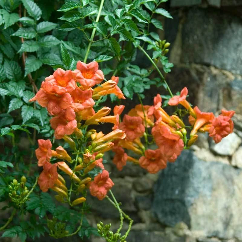 Trumpet Vine 1 Trumpet Vine
