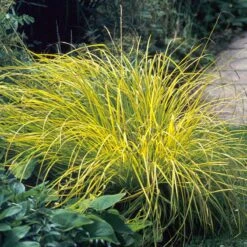 Brighten A Shady Spot Collection -Flower Shop carex bowles golden 3 846f61fa 4e44 44a6 91d9 8307e52e0dfb
