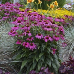 'Purple Emperor' Coneflower -Flower Shop cceea3f0f81c56f7094f90475b0e60e8