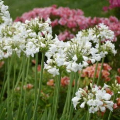 'Galaxy White' Lily-of-the-Nile -Flower Shop cd9a563fad8527ae218cd8477160ffca