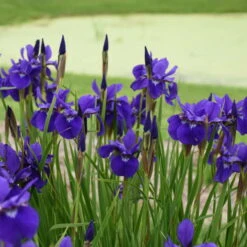 'Caesar's Brother' Siberian Iris -Flower Shop cdd505d1bb58bc03b5146fa2ec4d152d