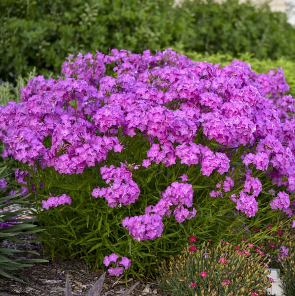'Opening Act Ultrapink' Hybrid Phlox 2 'Opening Act Ultrapink' Hybrid Phlox - Image 2