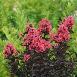 Center Stage® Coral Crapemyrtle -Flower Shop center stage coral crapemyrtle 3 sw