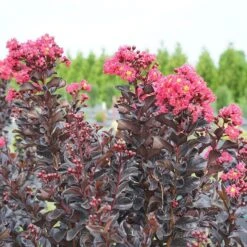 Center Stage® Pink Crapemyrtle -Flower Shop center stage pink crapemyrtle 3 sw