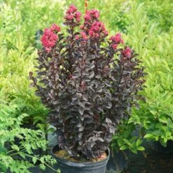 Center Stage® Pink Crapemyrtle -Flower Shop center stage pink crapemyrtle 5 sw