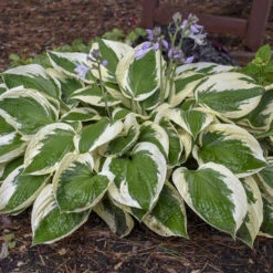 'Patriot' Hosta 8 'Patriot' Hosta -Flower Shop cfeeadbcfa09906c53303e308a61b5cf