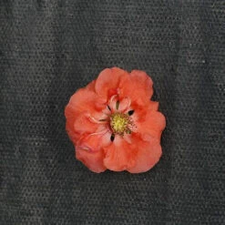 Double Take Peach™ Flowering Quince -Flower Shop chaenomeles double take peach 2 P sw