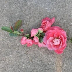 Double Take Pink™ Flowering Quince -Flower Shop chaenomeles double take pink 3 P sw