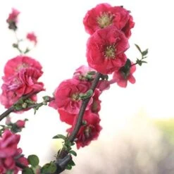Double Take Pink™ Flowering Quince -Flower Shop chaenomeles double take pink 4 P sw