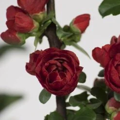 Double Take Scarlet™ Flowering Quince -Flower Shop chaenomeles double take scarlet 2 P sw