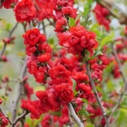 Double Take Scarlet™ Flowering Quince -Flower Shop chaenomeles double take scarlet 5 P sw