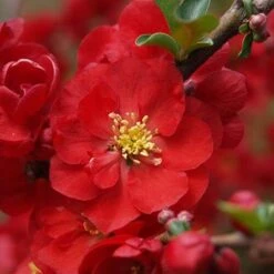 Double Take Scarlet™ Flowering Quince -Flower Shop chaenomeles double take scarlet 6 P sw