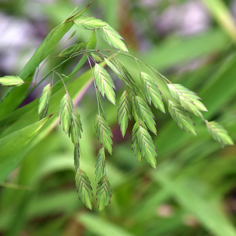 Northern Sea Oats 2 Northern Sea Oats - Image 2