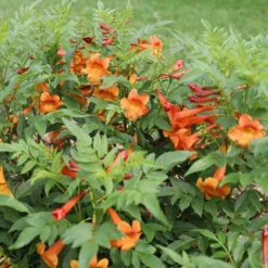 Chicklet™ Orange Trumpet Bush -Flower Shop chicklet orange 2 sq