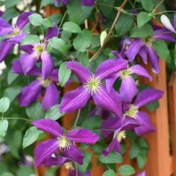 Happy Jack® Purple Clematis -Flower Shop clematis happy jack purple 3 sw