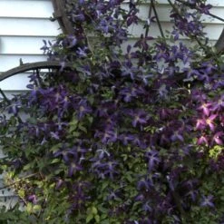 Happy Jack® Purple Clematis -Flower Shop clematis happy jack purple 4 sw