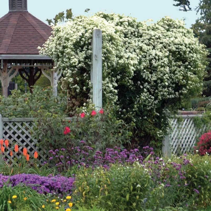 Sweet Autumn Clematis 4 Sweet Autumn Clematis - Image 4