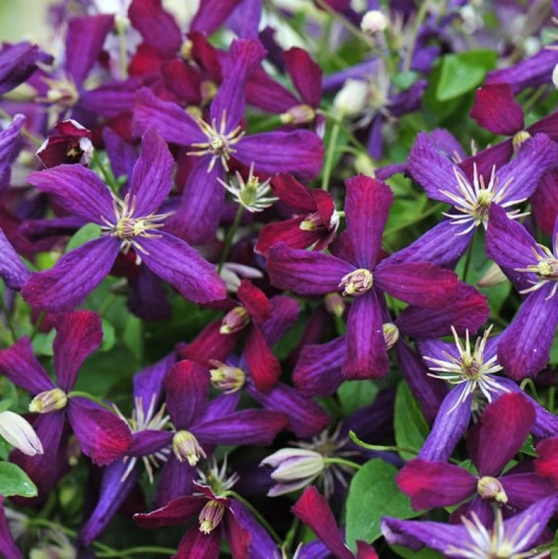 'Sweet Summer Love' Clematis 3 'Sweet Summer Love' Clematis - Image 3
