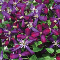 'Sweet Summer Love' Clematis 8 'Sweet Summer Love' Clematis -Flower Shop clematis sweet summer love 2