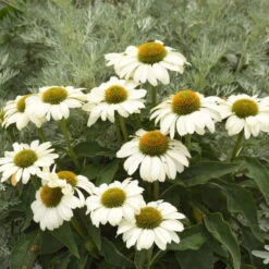 Color Coded™ 'The Price Is White' Coneflower -Flower Shop color coded the price is white coneflower 2