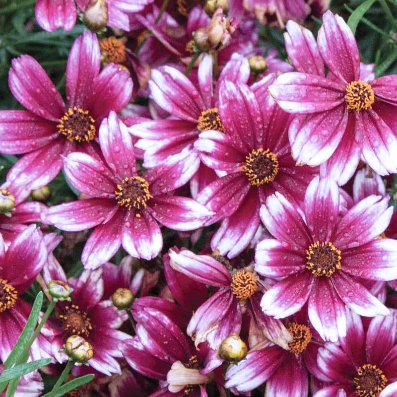 'Berry Chiffon' Tickseed 1 'Berry Chiffon' Tickseed