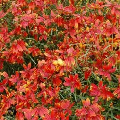 'Ladybird' Tickseed 7 'Ladybird' Tickseed -Flower Shop coreopsis ladybird 4