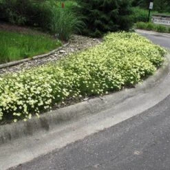 'Moonbeam' Tickseed -Flower Shop coreopsis moonbeam 3