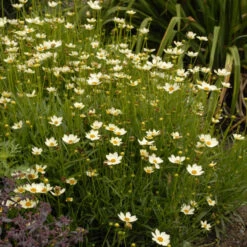 'Star Cluster' Tickseed -Flower Shop coreopsis tickseed starcluster 3