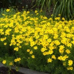 'Zagreb' Tickseed -Flower Shop coreopsis zagreb 5