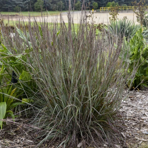 Prairie Winds® 'Brush Strokes' Little Bluestem Grass (Schizachyrium) 1 Prairie Winds® 'Brush Strokes' Little Bluestem Grass (Schizachyrium)