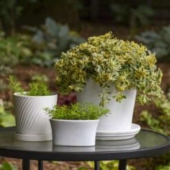 Rock 'N Low® 'Boogie Woogie' Stonecrop -Flower Shop d3cd897800e43dca44f8755ed4acdc97