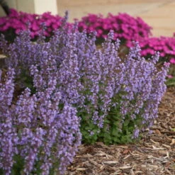 'Cat's Pajamas' Catmint -Flower Shop d4d4f3d6a45d38dab56d4181eca68e83