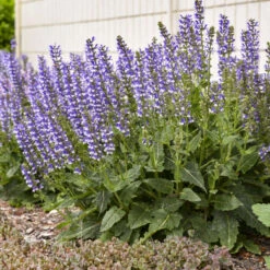 Color Spires® 'Azure Snow' Salvia 12 Color Spires® 'Azure Snow' Salvia -Flower Shop d72847b716a03f1ce7cd21980164359a