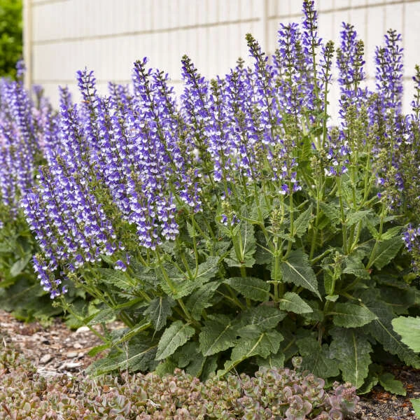 Color Spires® 'Azure Snow' Salvia 6 Color Spires® 'Azure Snow' Salvia - Image 6