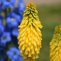 Pyromania™ 'Solar Flare' Red Hot Poker -Flower Shop de214c737f2a92428fcd66aab707e623