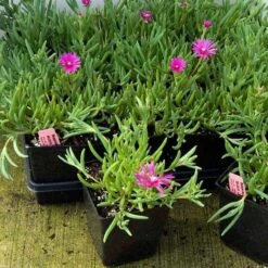 Pink Ice Plant -Flower Shop delosperma cooperi ice plant 4 sw