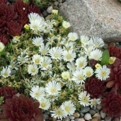'Jewel Of Desert Moonstone' Ice Plant -Flower Shop delosperma jewel of desert moonstone 3 sw