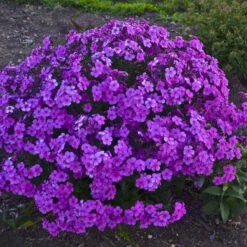 'Cloudburst' Tall Cushion Phlox 7 'Cloudburst' Tall Cushion Phlox -Flower Shop df9bbd10b5a8891ac88a541b74934d87